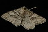  ( - HBL008975)  @13 [ ] CreativeCommons - Attribution (2010) Unspecified Centre for Biodiversity Genomics