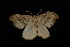  ( - HLC-10401)  @13 [ ] CreativeCommons - Attribution (2010) Unspecified Centre for Biodiversity Genomics