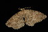  ( - HLC-10418)  @13 [ ] CreativeCommons - Attribution (2010) Unspecified Centre for Biodiversity Genomics