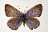  (Iolana debilitata - DNAwthGla 001)  @14 [ ] Copyright (2016) Wolfgang Ten Hagen Wolfgang ten Hagen Research Collection