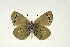  (Glaucopsyche - DNAwthGla 007)  @15 [ ] Copyright (2016) Wolfgang Ten Hagen Wolfgang ten Hagen Research Collection