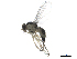  ( - 15coll-sycbqy01)  @13 [ ] creative commons  non-commercial only (2015) Institute of Plant Protection, CAAS Institute of Plant Protection, CAAS