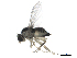  ( - 15coll-sycbqy02)  @13 [ ] creative commons  non-commercial only (2015) Institute of Plant Protection, CAAS Institute of Plant Protection, CAAS