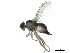  (Liriomyza trifolii - 15coll-sycbqy03)  @13 [ ] creative commons  non-commercial only (2015) Institute of Plant Protection, CAAS Institute of Plant Protection, CAAS