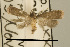  (DepressariidaeGEN sp. AAG9333 - USNM ENT 00933870)  @13 [ ] Unspecified (default): All Rights Reserved  Unspecified Unspecified