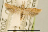  (Dichomeris sp. AAA9076 - USNM ENT 00934035)  @14 [ ] Unspecified (default): All Rights Reserved  Unspecified Unspecified