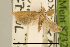  ( - USNM ENT 00933695)  @13 [ ] Unspecified (default): All Rights Reserved  Unspecified Unspecified