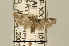  (DepressariidaeGEN sp. AAG9332 - USNM ENT 00202733)  @14 [ ] Unspecified (default): All Rights Reserved  Unspecified Unspecified