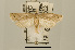  (Scythropiodes sp. AAD9083 - USNM ENT 00207135)  @14 [ ] Unspecified (default): All Rights Reserved  Unspecified Unspecified