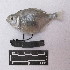  ( - LSMFF000229)  @11 [ ] Unspecified (default): All Rights Reserved (2020) Katia Milagros Aylas Hernandez Museo de Historia Natural UNMSM