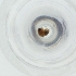  ( - MOZZ00000926A_D8)  @11 [ ] by (2004) Genome Research Ltd as Wellcome Sanger Institute Genome Research Limited operating as Wellcome Sanger Institute