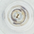  ( - YARN_007_G8)  @11 [ ] by (2004) Genome Research Ltd as Wellcome Sanger Institute Genome Research Limited operating as Wellcome Sanger Institute