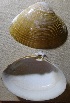  ( - RRYA-71)  @12 [ ] No Rights Reserved  NO NO