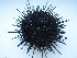  (Mesocentrotus nudus - RRYA-78)  @13 [ ] No Rights Reserved  NO NO