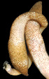  (Phascolosoma agassizii - RRYA-17)  @12 [ ] No Rights Reserved  NO NO