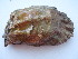  (Magallana gigas - RRYA-60)  @14 [ ] No Rights Reserved  NO NO