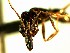  (Odontomachus sp. ADJ7775 - AMI_151)  @11 [ ] CreativeCommons - Attribution (2016) David Donoso Escuela Politécnica Nacional