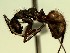 (Dolichoderus bidens - DD_792_1)  @14 [ ] CreativeCommons - Attribution (2016) David Donoso Universidad de Cuenca