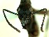  (Neoponera venerae - HICD_E1_B)  @12 [ ] CreativeCommons - Attribution (2016) David Donoso Universidad de Cuenca