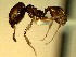  (Pheidole ACZ5096 - HICD_XX6)  @12 [ ] CreativeCommons - Attribution (2016) David Donoso Universidad de Cuenca