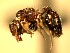  (Pheidole ADG2703 - KY_09_0007)  @13 [ ] CreativeCommons - Attribution (2016) David Donoso Universidad de Cuenca