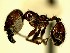  (Pheidole YASsp29 - KY_09_0009)  @11 [ ] CreativeCommons - Attribution (2016) David Donoso Universidad de Cuenca