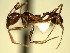  (Pheidole AAP9302 - KY_13_100_0123_B_2)  @12 [ ] CreativeCommons - Attribution (2016) David Donoso Universidad de Cuenca