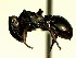  (Cephalotes spinosus - KY_13_100_490_C_1)  @14 [ ] CreativeCommons - Attribution (2016) David Donoso Universidad de Cuenca