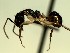  (Dolichoderus ADG2258 - KY_13_101_0074)  @14 [ ] CreativeCommons - Attribution (2016) David Donoso Universidad de Cuenca