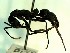  (Neoponera apicalis - KY_13_102_0173)  @14 [ ] CreativeCommons - Attribution (2016) David Donoso Universidad de Cuenca