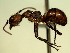  (Dolichoderus quadridenticulatus - KY_13_102_0320_1)  @14 [ ] CreativeCommons - Attribution (2016) David Donoso Universidad de Cuenca
