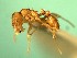  (Pheidole ACZ4759 - Ta_124_1_B)  @12 [ ] CreativeCommons - Attribution (2016) David Donoso Escuela Politécnica Nacional
