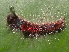  ( - YAWCATCR1010)  @12 [ ] CreativeCommons - Attribution Non-Commercial Share-Alike (2015) C. Redmond Czech Academy of Sciences