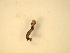  ( - YAWCATCR1048)  @11 [ ] CreativeCommons - Attribution Non-Commercial Share-Alike (2018) M. Libra Czech Academy of Sciences