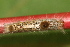  ( - YAWCATCR0883)  @12 [ ] CreativeCommons - Attribution Non-Commercial Share-Alike (2015) C. Redmond Czech Academy of Sciences