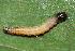  ( - YAWCATCR0117)  @12 [ ] CreativeCommons - Attribution Non-Commercial Share-Alike (2015) C. Redmond Czech Academy of Sciences