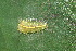  ( - YAWCATCR0035)  @12 [ ] CreativeCommons - Attribution Non-Commercial Share-Alike (2015) C. Redmond Czech Academy of Sciences