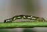  ( - YAWCATCR0244)  @12 [ ] CreativeCommons - Attribution Non-Commercial Share-Alike (2015) C. Redmond Czech Academy of Sciences