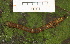  ( - YAWCATCR0066)  @12 [ ] CreativeCommons - Attribution Non-Commercial Share-Alike (2015) C. Redmond Czech Academy of Sciences