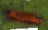  ( - YAWCATCR0622)  @12 [ ] CreativeCommons - Attribution Non-Commercial Share-Alike (2015) C. Redmond Czech Academy of Sciences