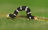 ( - YAWCATCR0064)  @13 [ ] CreativeCommons - Attribution Non-Commercial Share-Alike (2015) C. Redmond Czech Academy of Sciences