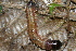  ( - YAWCATCR0339)  @12 [ ] CreativeCommons - Attribution Non-Commercial Share-Alike (2015) C. Redmond Czech Academy of Sciences