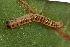  ( - YAWCATCR0322)  @12 [ ] CreativeCommons - Attribution Non-Commercial Share-Alike (2015) C. Redmond Czech Academy of Sciences