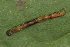  ( - YAWCATCR0505)  @12 [ ] CreativeCommons - Attribution Non-Commercial Share-Alike (2015) C. Redmond Czech Academy of Sciences