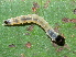  ( - YAWCATCR0202)  @12 [ ] CreativeCommons - Attribution Non-Commercial Share-Alike (2015) C. Redmond Czech Academy of Sciences