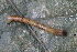  ( - YAWCATCR0504)  @12 [ ] CreativeCommons - Attribution Non-Commercial Share-Alike (2015) C. Redmond Czech Academy of Sciences