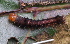  ( - YAWCATCR0839)  @12 [ ] CreativeCommons - Attribution Non-Commercial Share-Alike (2015) C. Redmond Czech Academy of Sciences