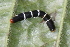  ( - YAWCATCR0859)  @12 [ ] CreativeCommons - Attribution Non-Commercial Share-Alike (2015) C. Redmond Czech Academy of Sciences