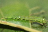  ( - YAWCATCR0939)  @12 [ ] CreativeCommons - Attribution Non-Commercial Share-Alike (2015) C. Redmond Czech Academy of Sciences