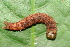  ( - YAWCATCR0695)  @12 [ ] CreativeCommons - Attribution Non-Commercial Share-Alike (2015) C. Redmond Czech Academy of Sciences